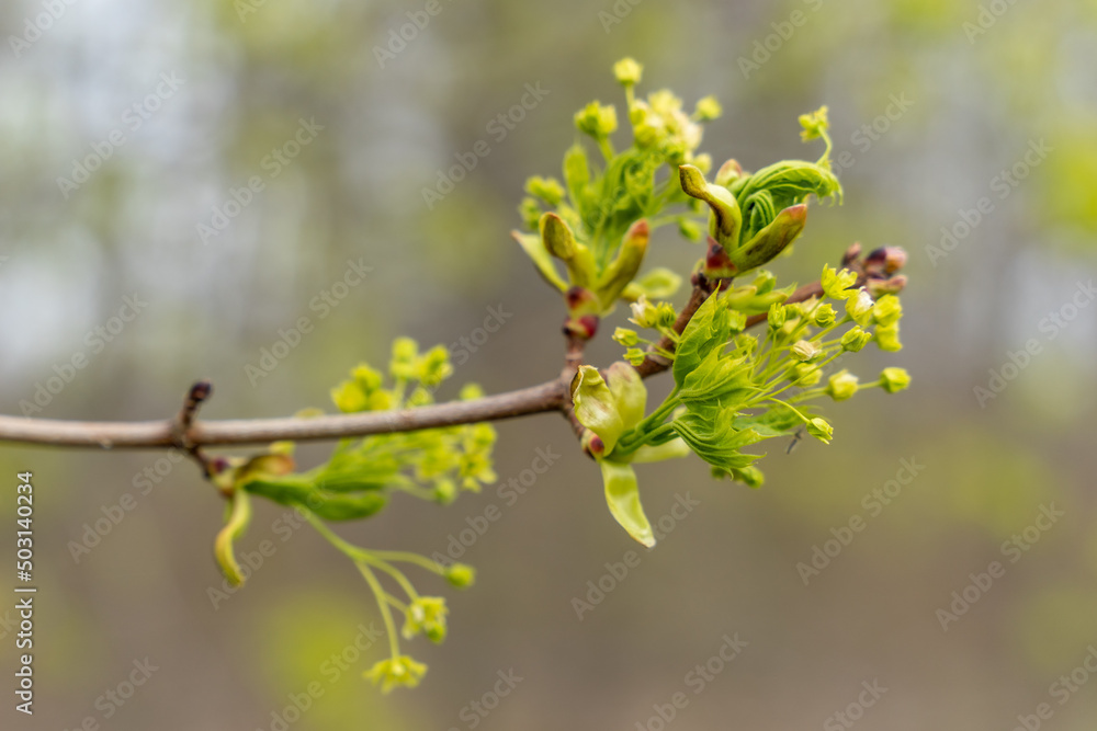 Blossoming maple tree branch. Beautiful spring time floral background. Shallow depth of field. Blossoming maple tree branch. Beautiful spring time floral background. Shallow depth of field.