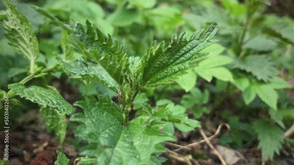 Forest plants. Nettle and grass. Forest plants. Nettle and grass.