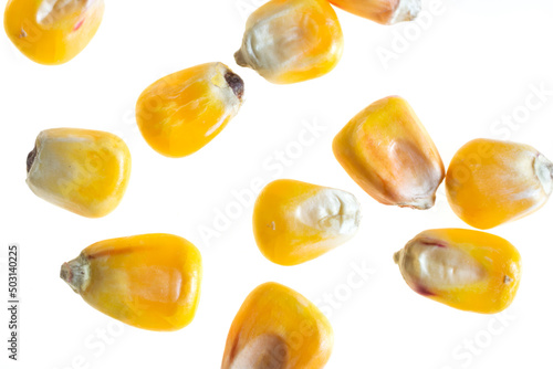 corn grains on a white isolated background