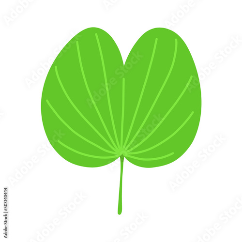 Bauhinia green fresh leaf. Flat vector illustration isolated on white.