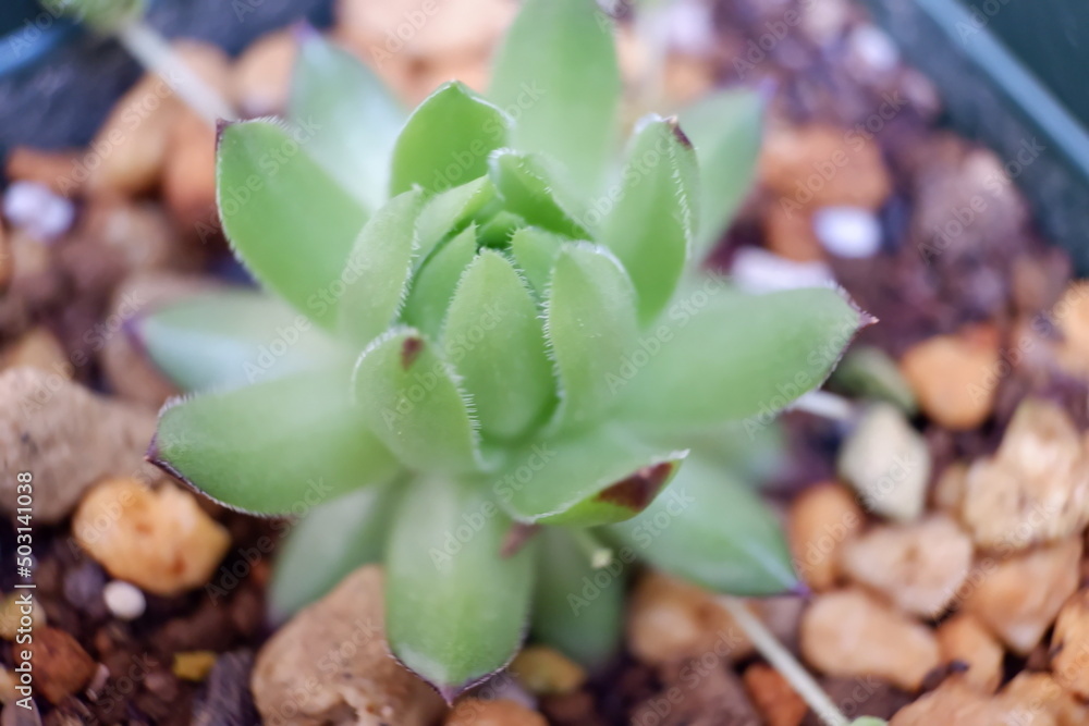 多肉植物