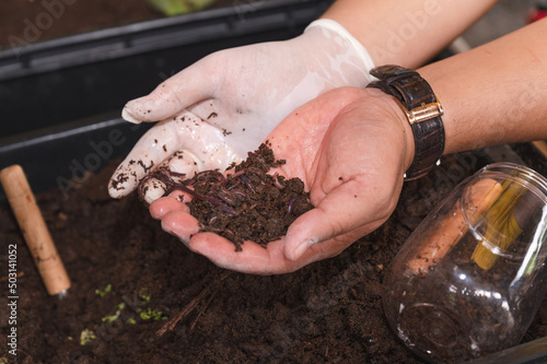 Hands holding earthworms with soil