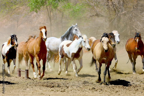 Fototapeta Naklejka Na Ścianę i Meble -  Horses running