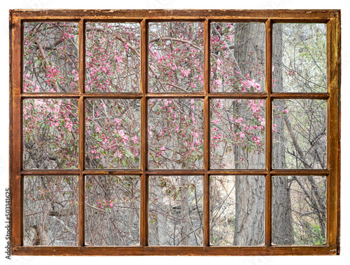 springtime tapestry of dry branches  green fresh leaves and crab apple tree blooming as seen from a vintage sash window