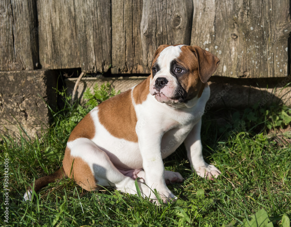 Red American Bulldog puppy dog is walking on nature Red American Bulldog puppy dog is walking on nature