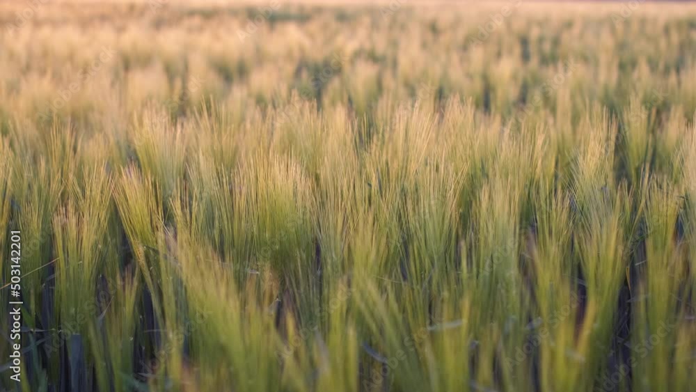 Spring landscape, green rye in the rays of the setting sun, swaying under the gusts of wind. Agriculture concept. Wheat ears glare from sunlight, growing crops on a farm, real-time 4K video. Spring landscape, green rye in the rays of the setting sun, swaying under the gusts of wind. Agriculture concept. Wheat ears glare from sunlight, growing crops on a farm, real-time 4K video.