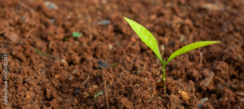 sprout, seedling, sapling, young plant growing on dirt with sunshine in nature. eco earthday concept.