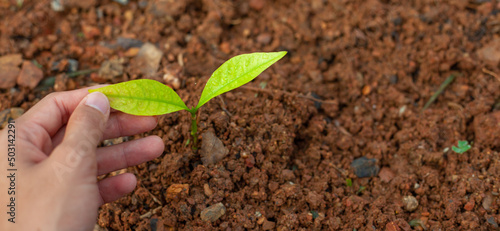 sprout, seedling, sapling, young plant growing on dirt with sunshine in nature. eco earthday concept. Hands planting seedlings and caring for small plants to grow.