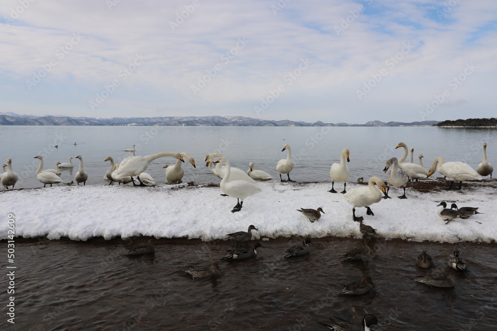 2022年3月の福島県猪苗代湖の志田浜の白鳥