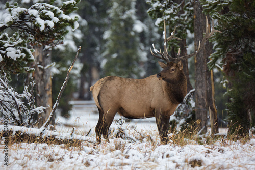 Closeup shot of a brown rocky mountain elk standing in the middle of green trees covered with snow photo
