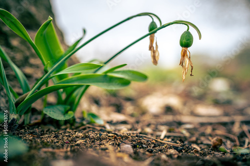 Closeup of green withered snowdrop plants near a tree