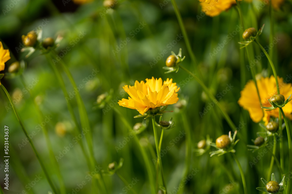 開花時期のタンポポ 開花時期のタンポポ