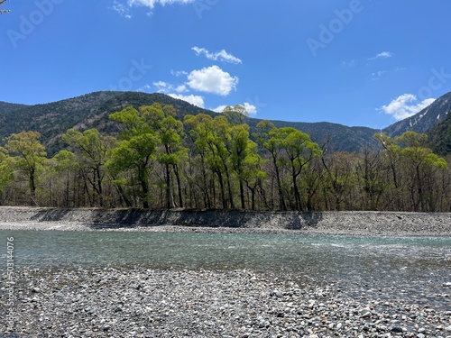 上高地 梓川 ケショウヤナギ 長野県 photo