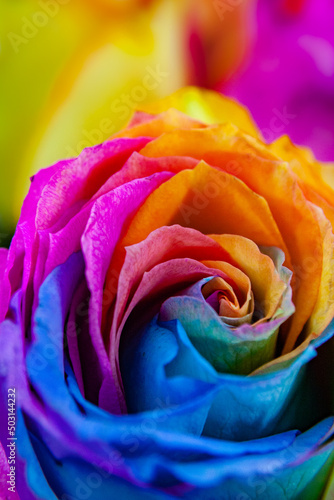 Rainbow Rose 6
