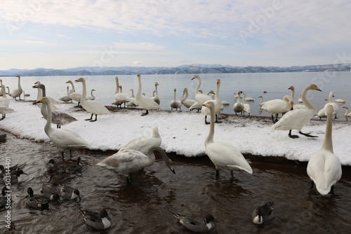 2022年3月の福島県猪苗代湖の志田浜の白鳥