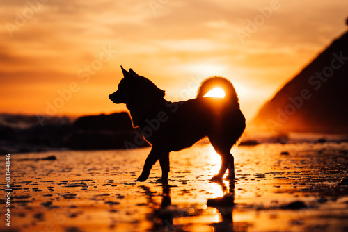 Silhouette view of a chihuahua dog walking on Hendry's beach against dusk sky during an epic sunset photo