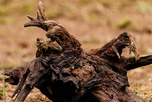 Closeup of driftwood in the forest on a blurred background photo