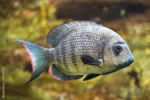 Closeup shot of an African cichlid fish swimming underwater photo