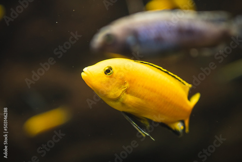 Foto Closeup shot of a yellow African cichlid fish swimming underwater