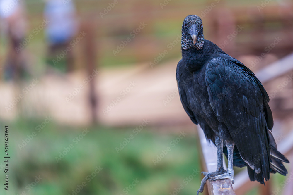 Fototapeta premium A Black vulture