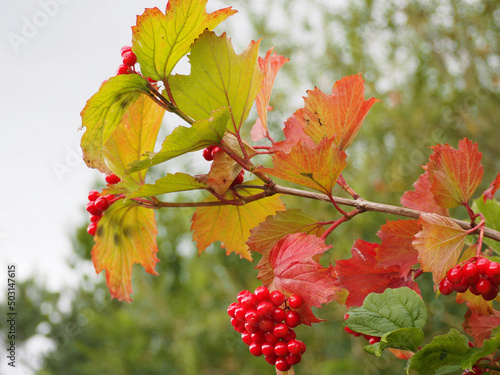 Картината върху платно Closeup of maple-leaf viburnum branch with red berries