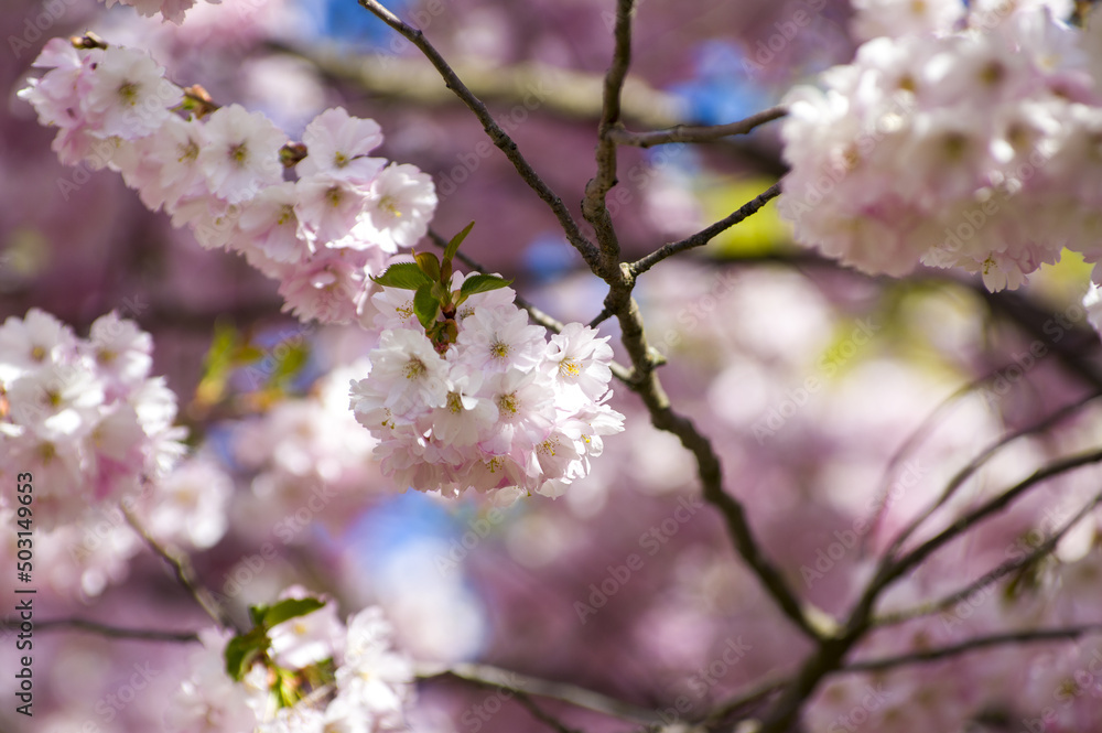 Beautiful cherry blossoms in park. Close-up of sakura tree full in blooming pink flowers in spring in a picturesque garden. Branches of the tree over sunny blue sky. Floral pattern texture, wallpaper