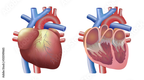 The heart and its structure in a realistic style on a horizontal white isolated background in vector. Medicine, man and human organs. Vector illustration. Anatomy. A set of 2 organs - hearts.