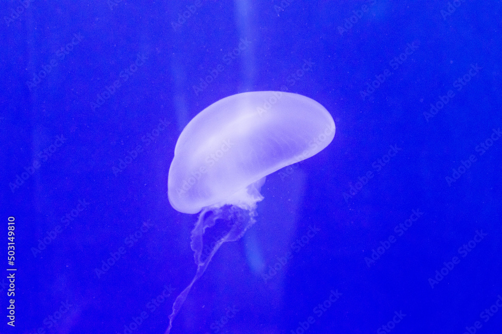 Naklejka premium Jellyfish