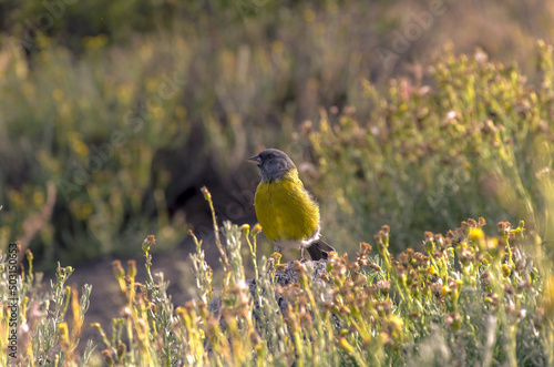 Beautiful Grey-hooded sierra finch bird perched on the rock under the sunlight photo