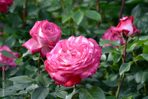 Wallpaper Mural バラ Torontodigital.ca