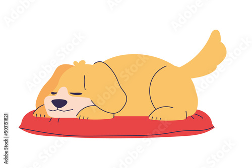 sleeping dog on cushion