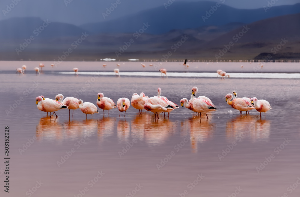 Flamingo and friends