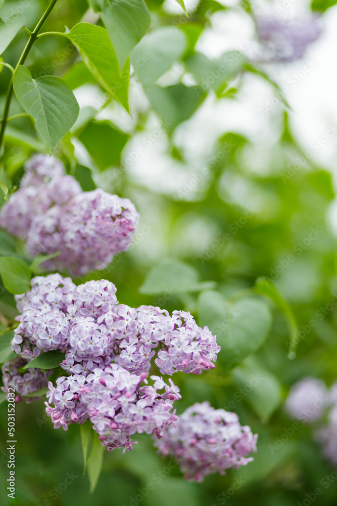 Purple lilac flowers on a blurred background. Lilac bush blossom. Spring concept Purple lilac flowers on a blurred background. Lilac bush blossom. Spring concept