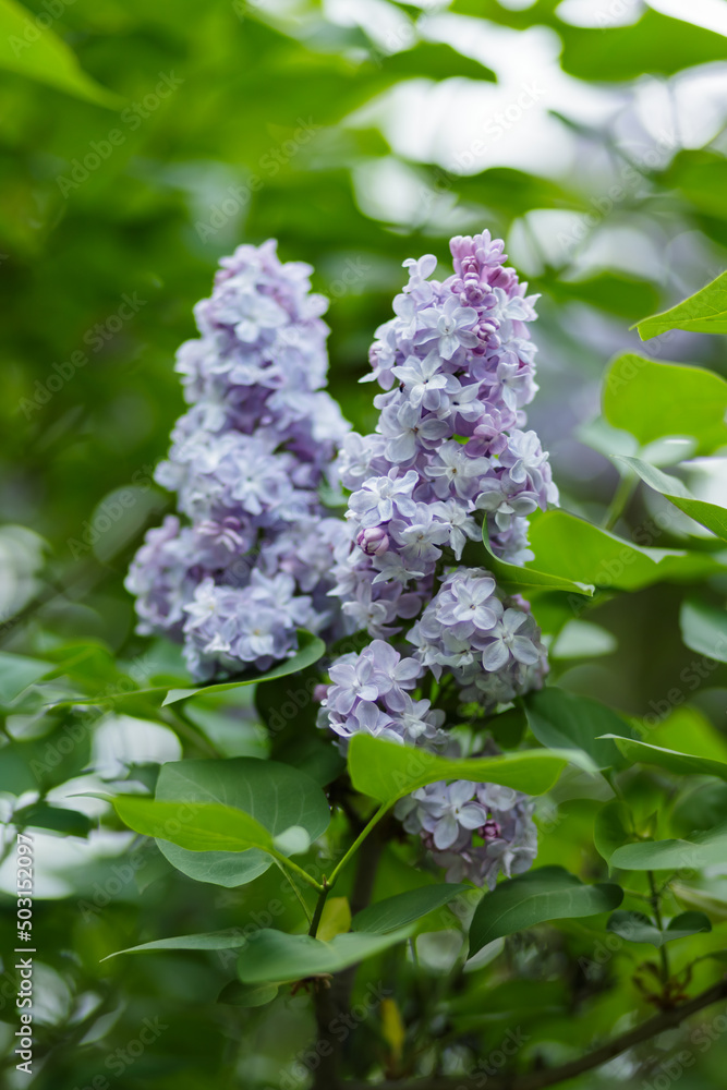 Purple lilac flowers on a blurred background. Lilac bush blossom. Spring concept Purple lilac flowers on a blurred background. Lilac bush blossom. Spring concept