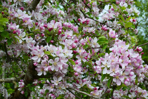 Close up blooming buds on the branches of Crab Apple Tree - Malus Sylvestris. Beautiful pink flowers. Augsburg, Germany