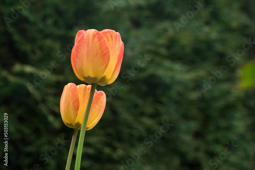 para tulipanów