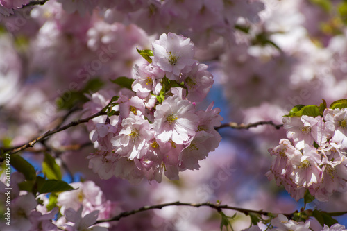 Beautiful cherry blossoms in park. Close-up of sakura tree full in blooming pink flowers in spring in a picturesque garden. Branches of the tree over sunny blue sky. Floral pattern texture, wallpaper