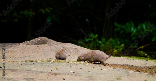 Closeup shot of two greater mole-rats in the zoo of Amersfoort, Netherlands photo
