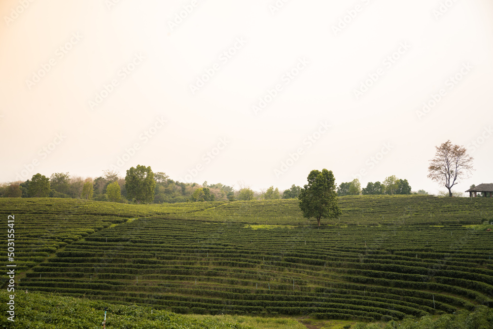 tea plantation background, tea plantation in morning light.