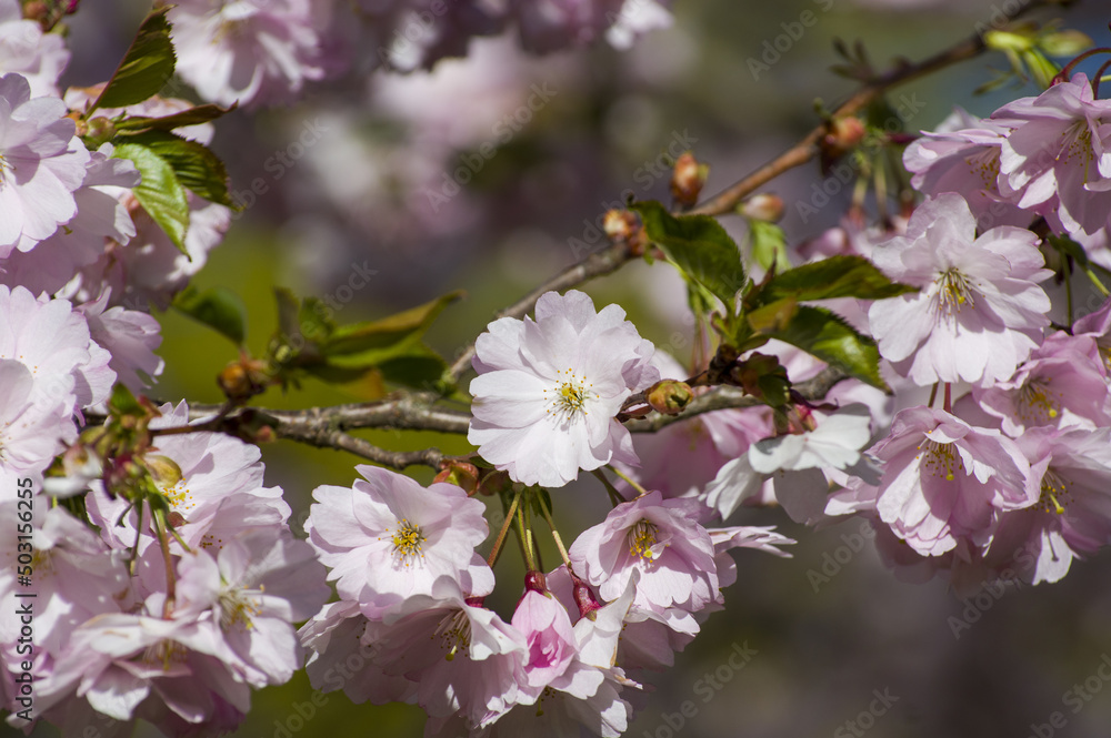 Beautiful cherry blossoms in park. Close-up of sakura tree full in blooming pink flowers in spring in a picturesque garden. Branches of the tree over sunny blue sky. Floral pattern texture, wallpaper Beautiful cherry blossoms in park. Close-up of sakura tree full in blooming pink flowers in spring in a picturesque garden. Branches of the tree over sunny blue sky. Floral pattern texture, wallpaper