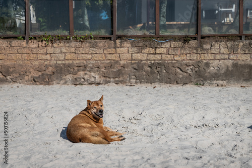 dog on the beach © Batteristafoto