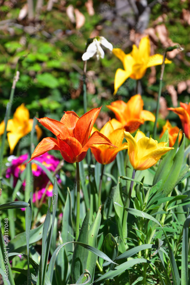 Paris, France. Tulips blooming in a flower park in Paris. April 17, 2022. Paris, France. Tulips blooming in a flower park in Paris. April 17, 2022.