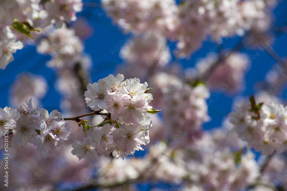 Beautiful cherry blossoms in park. Close-up of sakura tree full in blooming pink flowers in spring in a picturesque garden. Branches of the tree over sunny blue sky. Floral pattern texture, wallpaper Beautiful cherry blossoms in park. Close-up of sakura tree full in blooming pink flowers in spring in a picturesque garden. Branches of the tree over sunny blue sky. Floral pattern texture, wallpaper