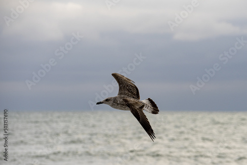 Majestic short-tailed shearwater flying above the sea on a cloudy day photo
