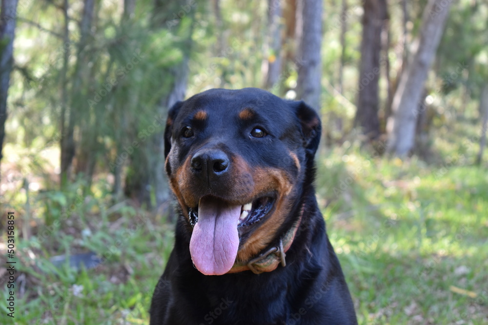 dog, rottweiler, animal, pet, black, puppy, canine, cute, brown, portrait, breed, mammal, doberman, domestic, purebred, guard, grass, isolated, pets, white, dachshund, pedigree, head, nature, sitting dog, rottweiler, animal, pet, black, puppy, canine, cute, brown, portrait, breed, mammal, doberman, domestic, purebred, guard, grass, isolated, pets, white, dachshund, pedigree, head, nature, sitting