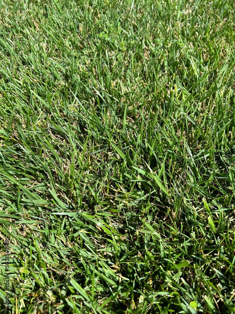 Obraz premium green grass background