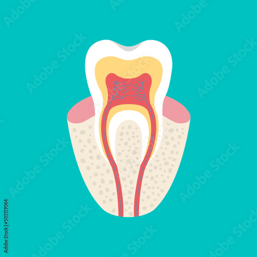 Tooth anatomy, flat design vector illustration.