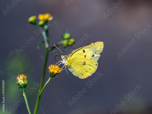 Photography Closeup shot of Colias poliographus on the beautiful flower blooming in the gard