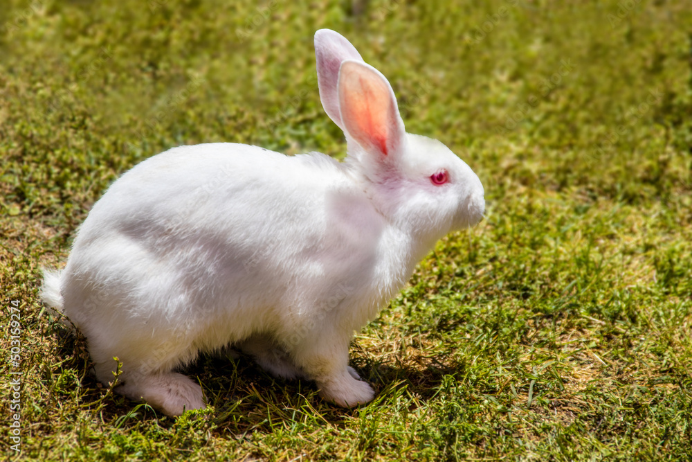 White bunny with pink ears and eyes sitting on grass-closeup White bunny with pink ears and eyes sitting on grass-closeup