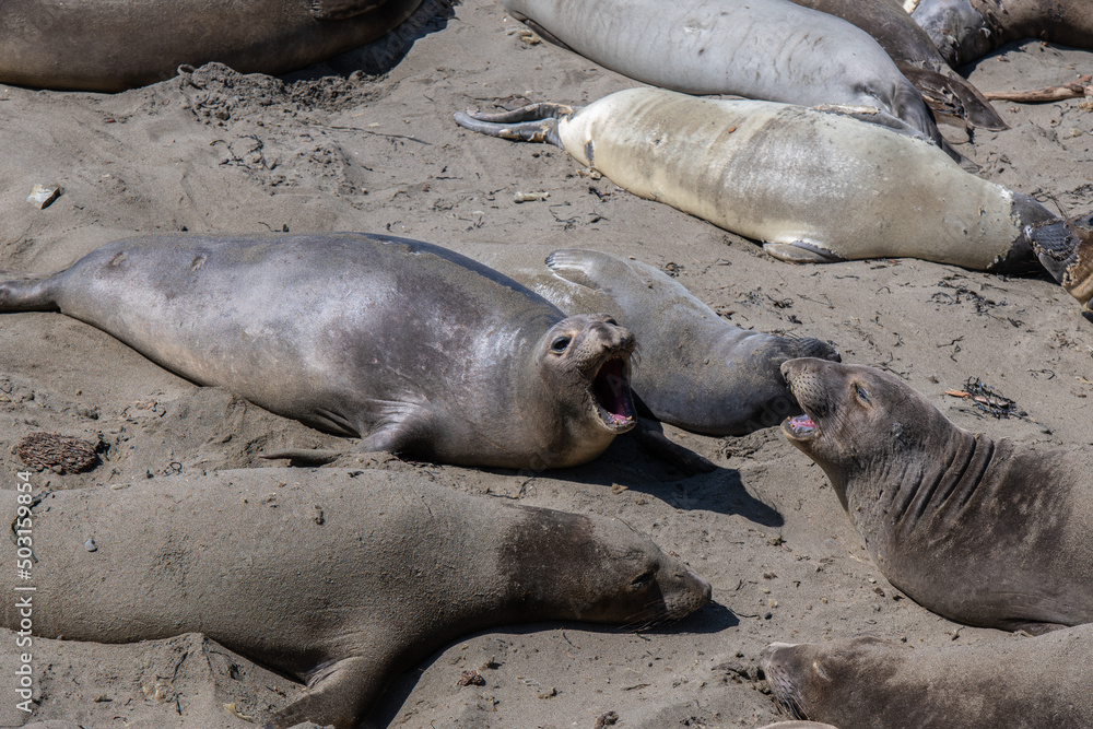 Obraz premium Seehunde im San Simeon State Park in Kalifornien